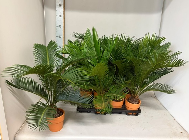 Cycas Revoluta 13Ø 65cm