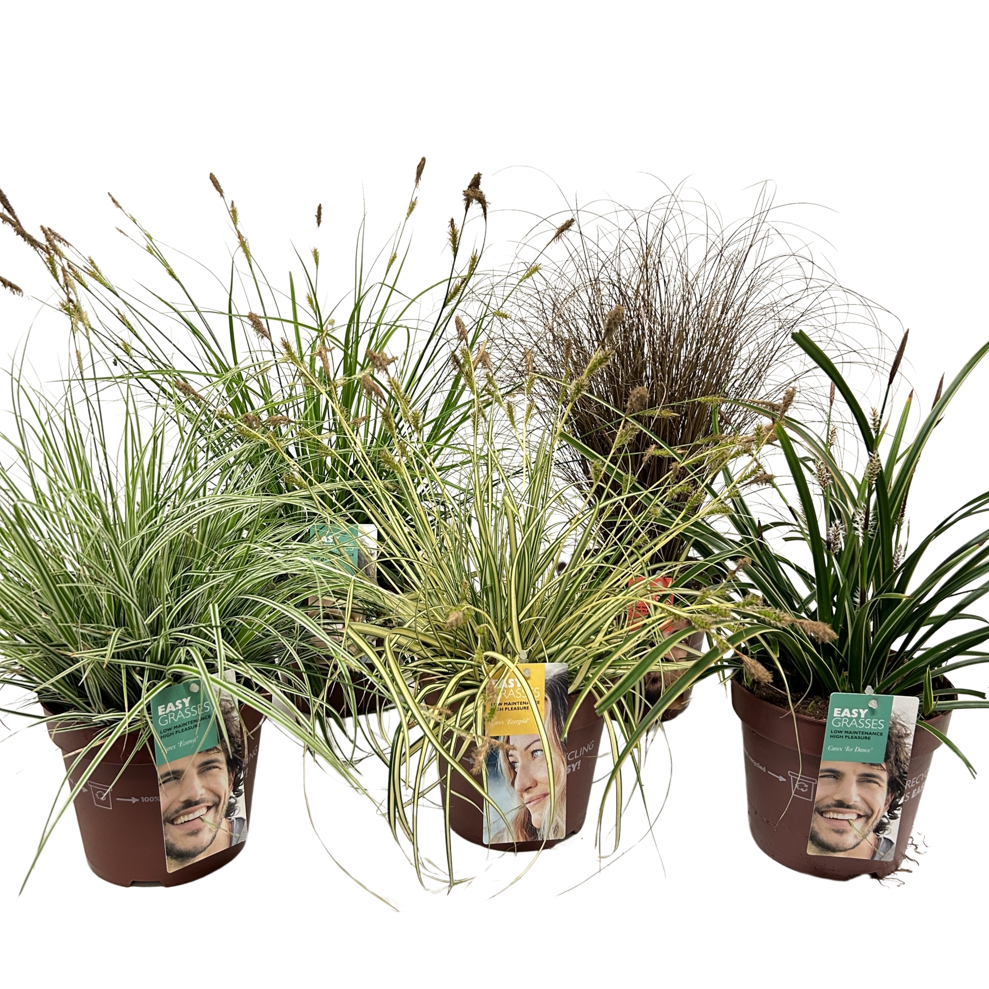 Picture of Carex varieties Mixed