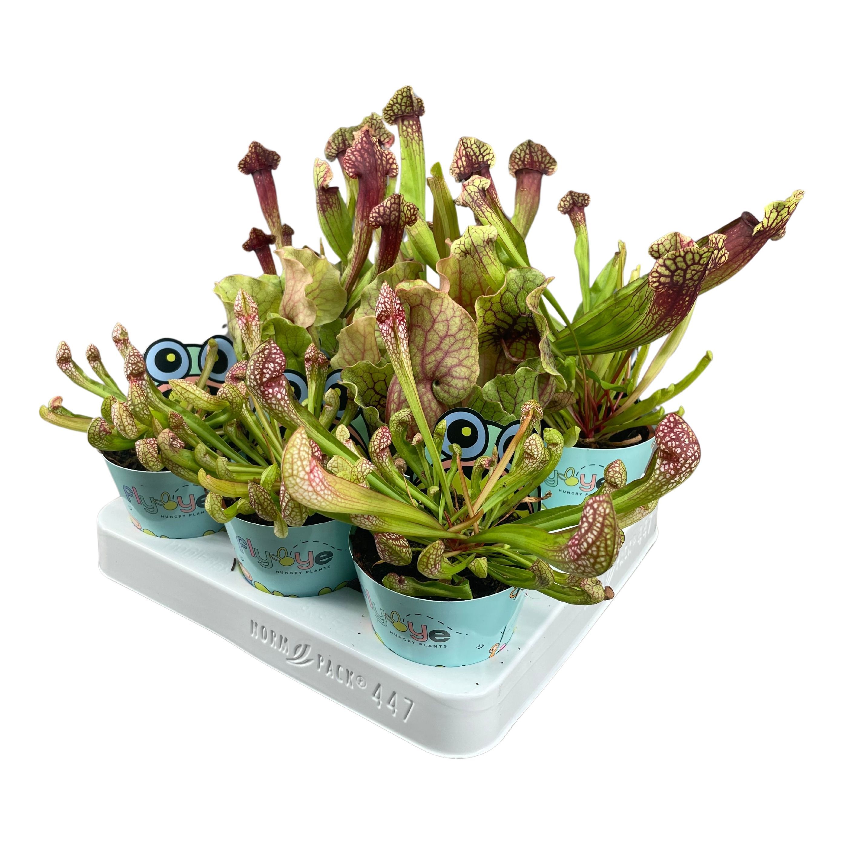 Sarracenia Ov 508P 20H