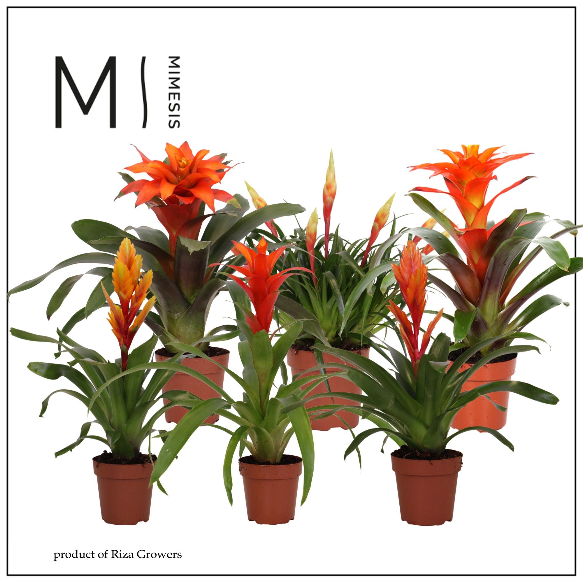 Bromelia gemischt Orange Family | OZ Planten