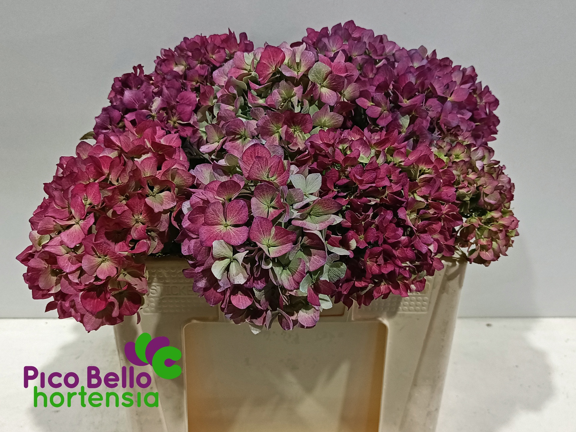 Hydr M Roy Benefi Cl 50cm 18Ø
