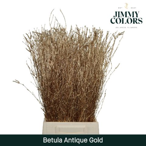 Betula L60 Mtlc. Antique Gold