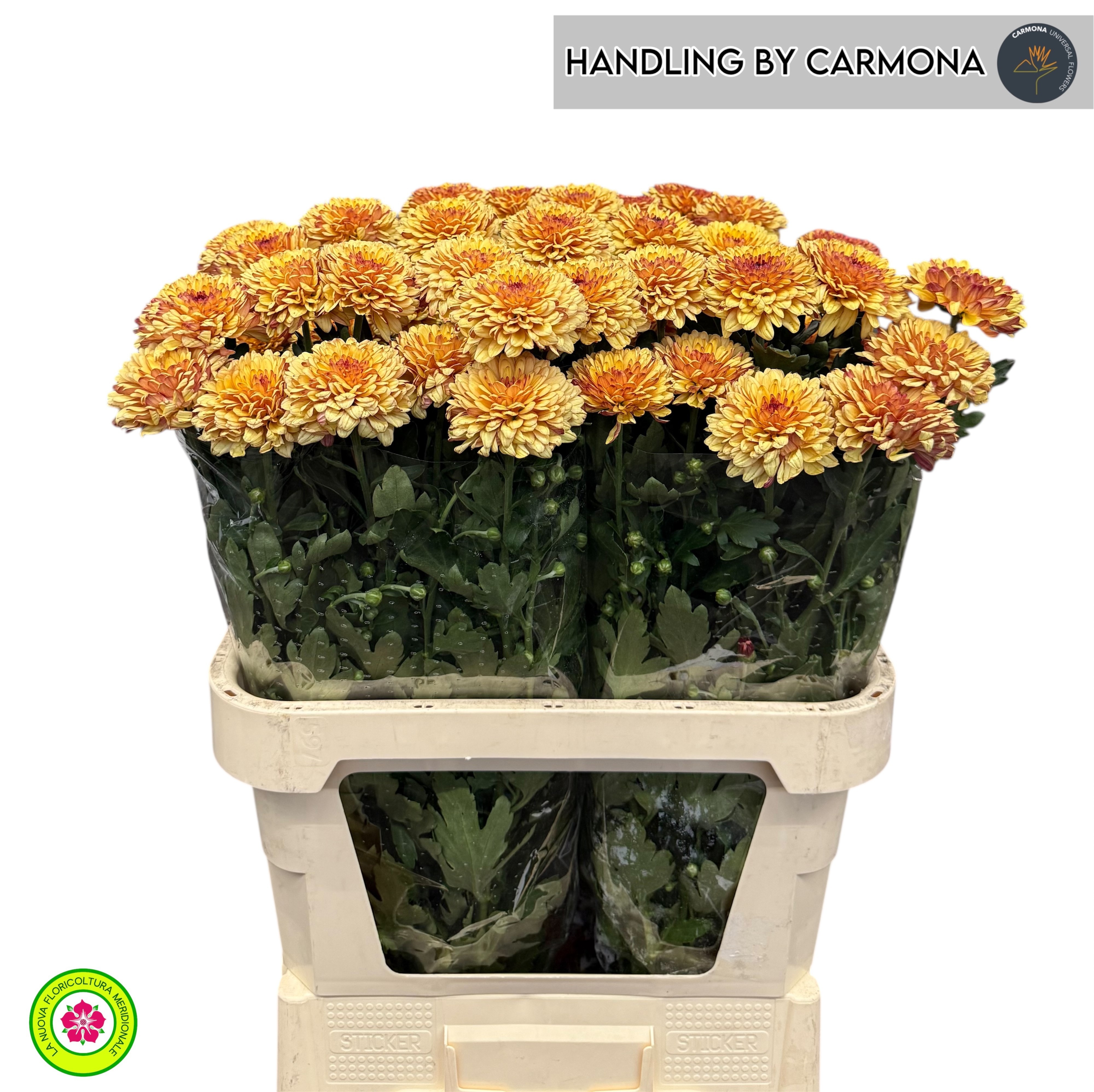 Chr G Abbey Yellow 80cm 50gram