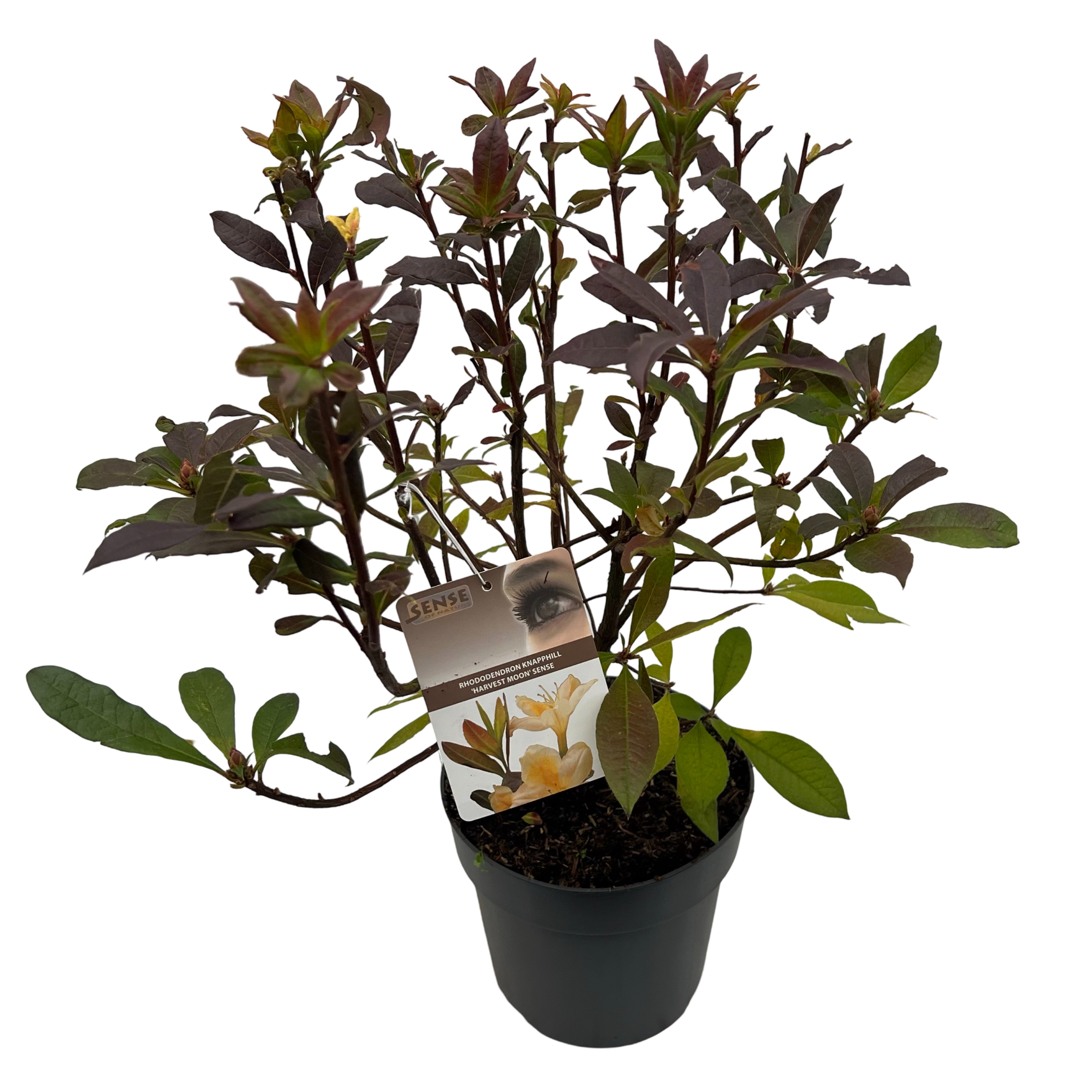 Picture of Rhododendron kna. Harvest Moon P23 (5 Ltr) (LOOSE)