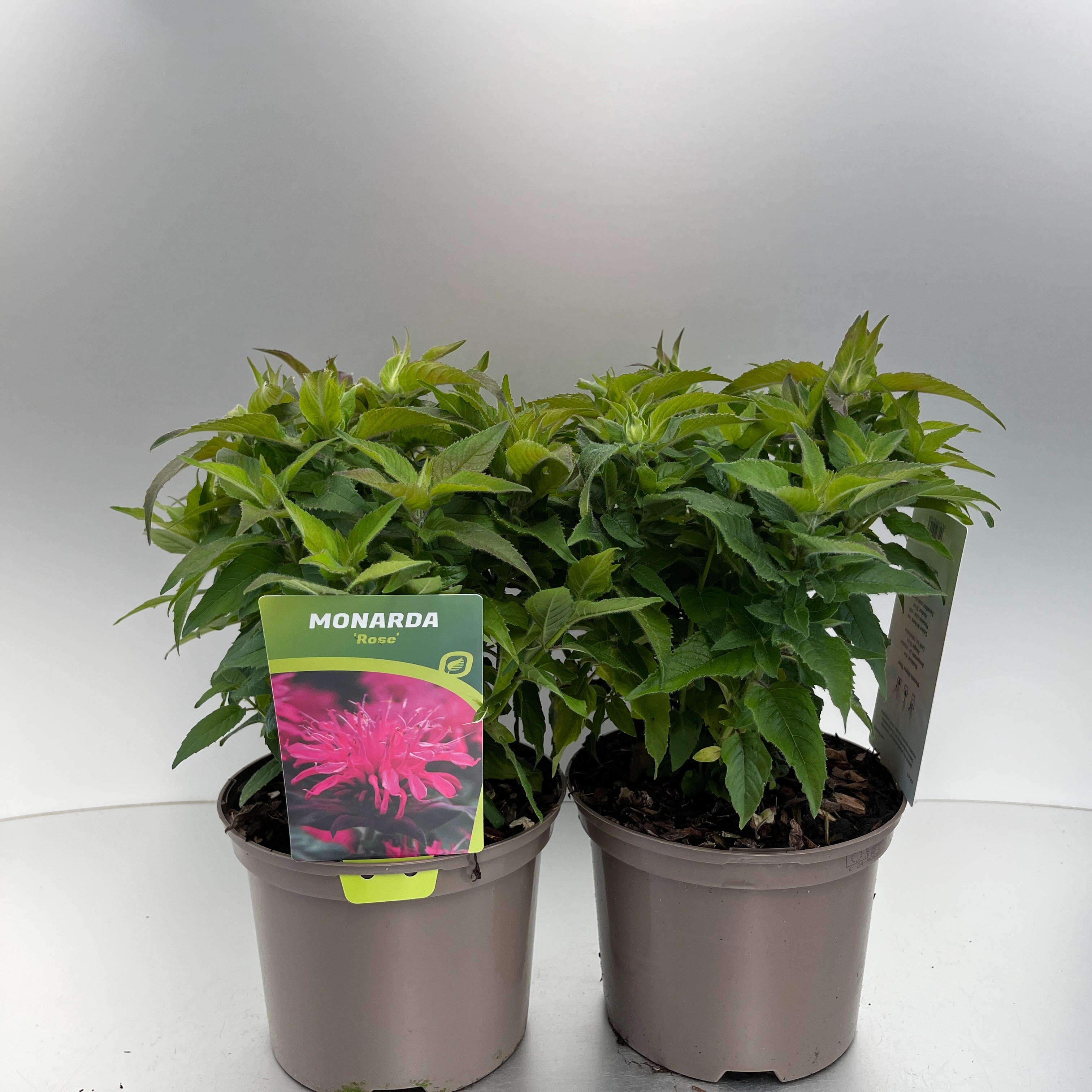 Picture of Monarda didyma Balmy Rose P17 (2 Ltr)