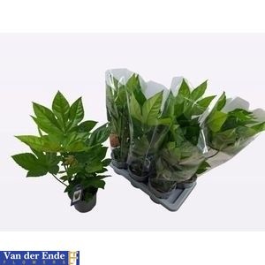 Fatsia Overig 17Ø 65cm