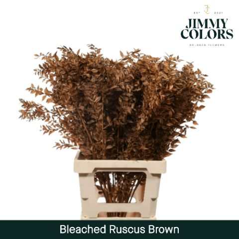 Ruscus Bleached Italy L70 Brown