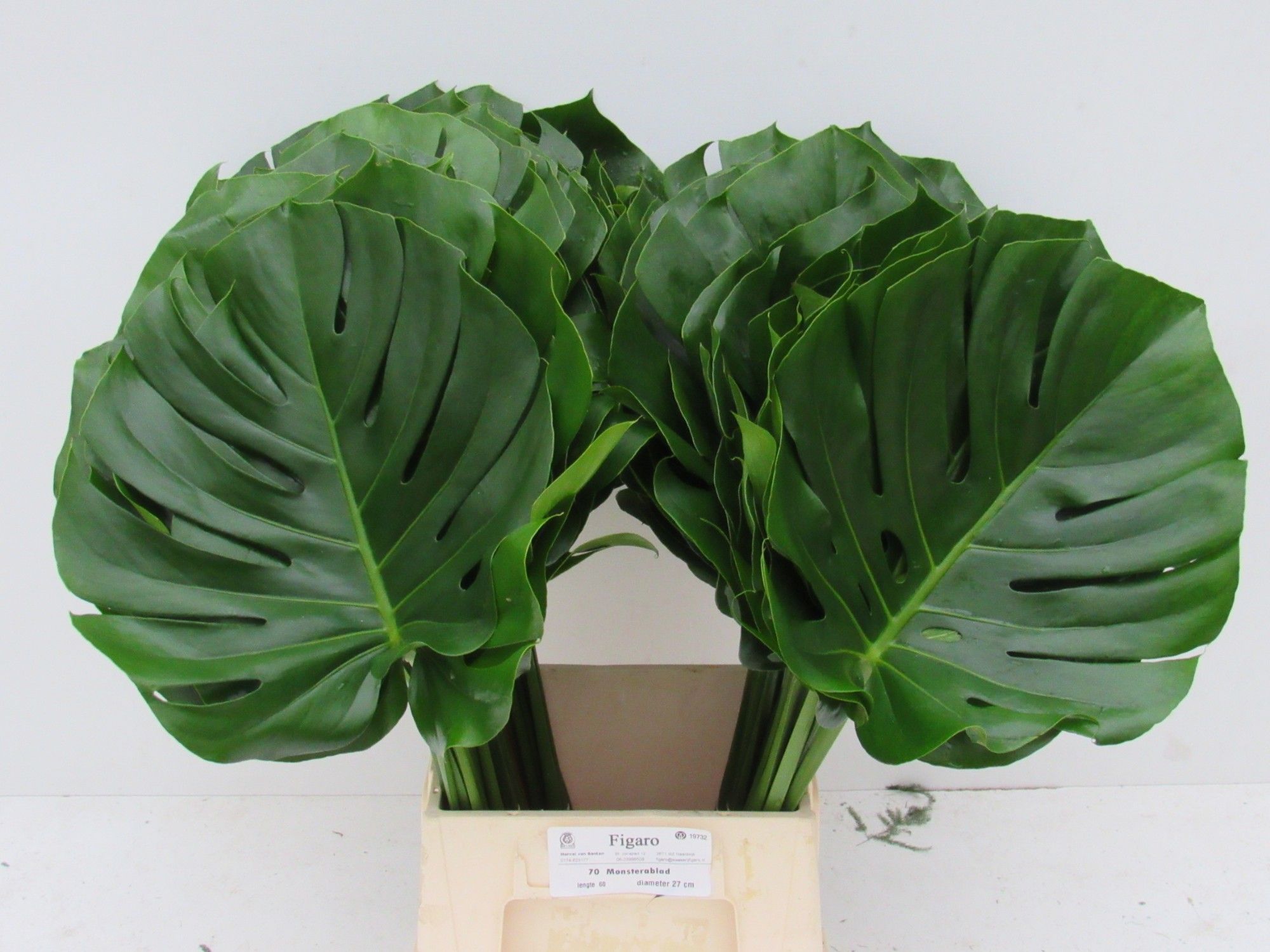 Monstera Blad