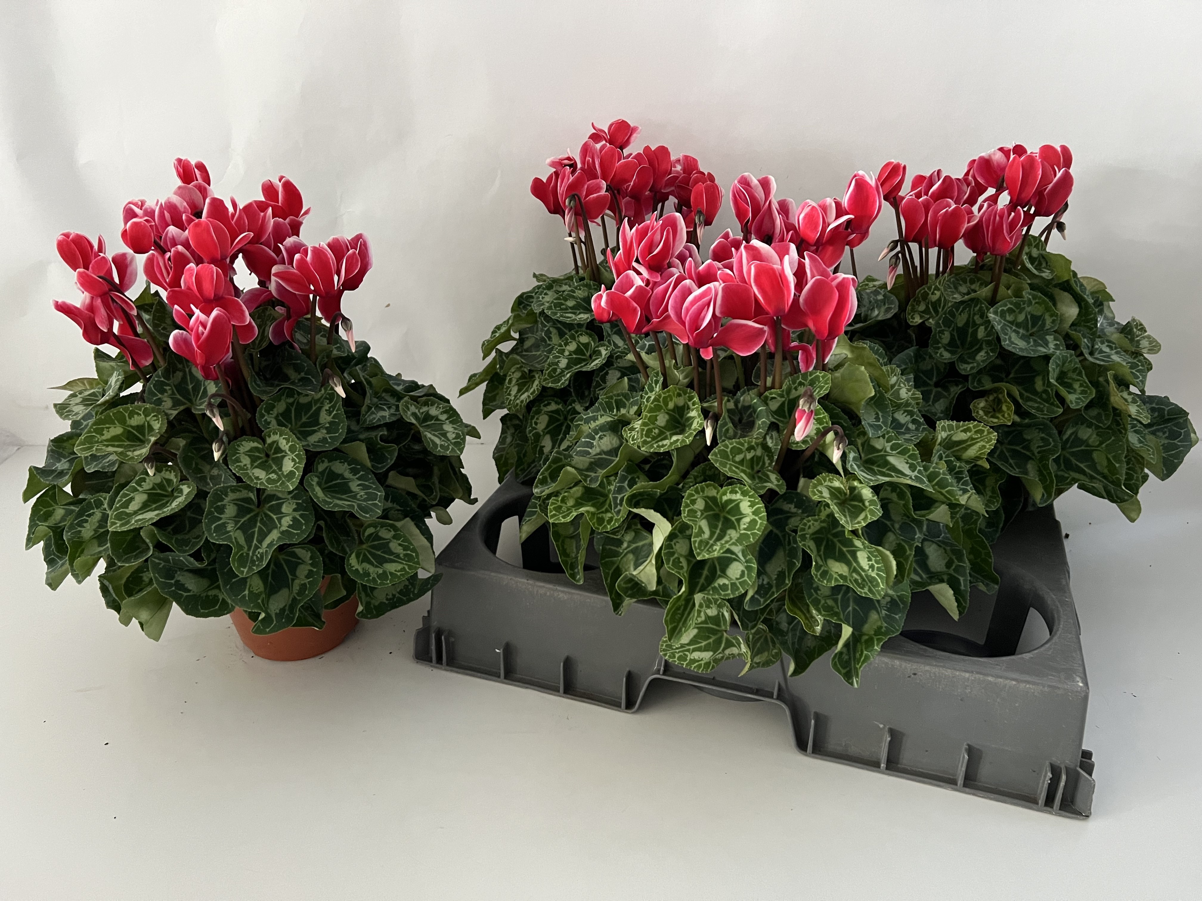 Cycl Gr Sup Xl 15P 36H 32Ø Cm 23bloei
