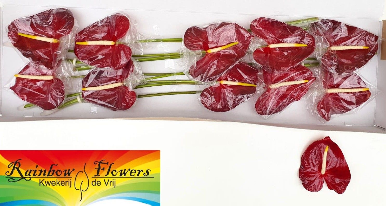 Anthurium Galaxy 15Ø