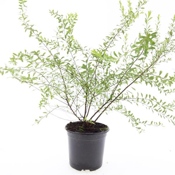 Spiraea arguta