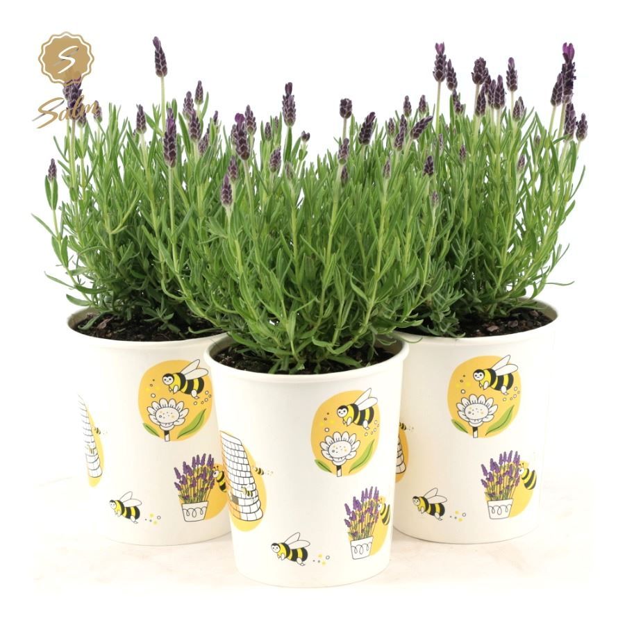 Picture of Lavandula st. 'Anouk'® Collection P12 in Cup Bee