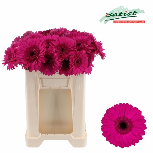 Gerbera Bon Dia