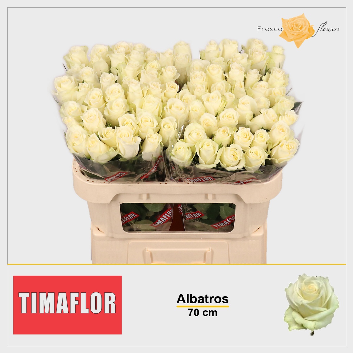Rosa Albatros 70cm