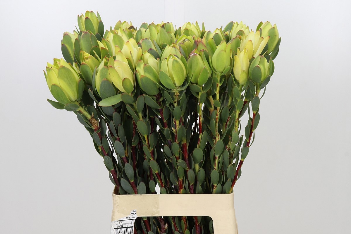 Leucadendron Discolor 70cm