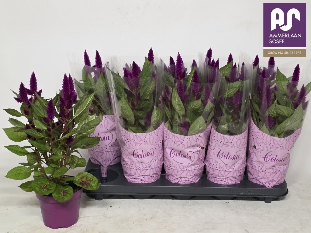 Cel Deep Purple 12P 41H
