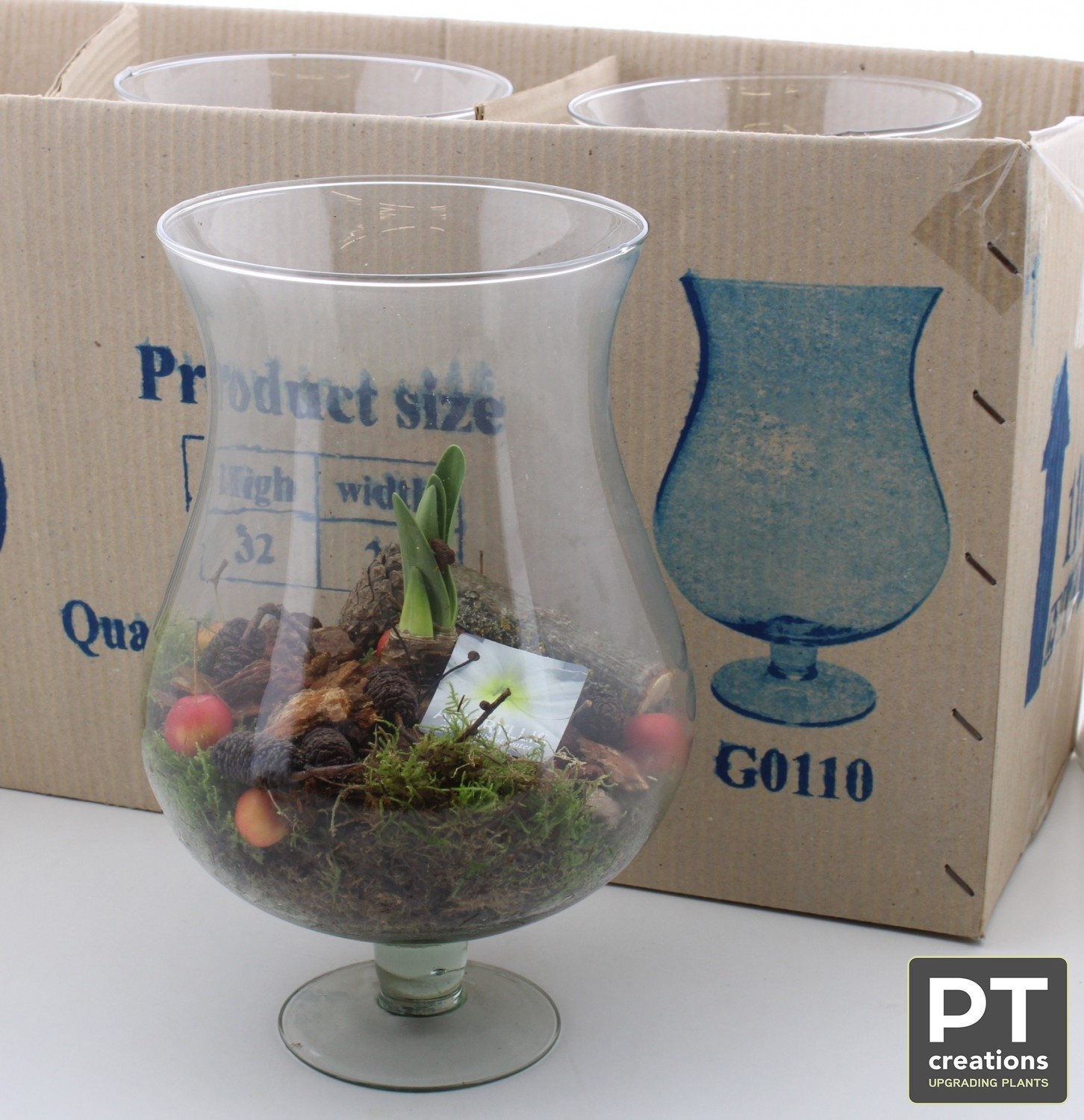 Arr Bol Knolgewas 22P 37cm 22bloei