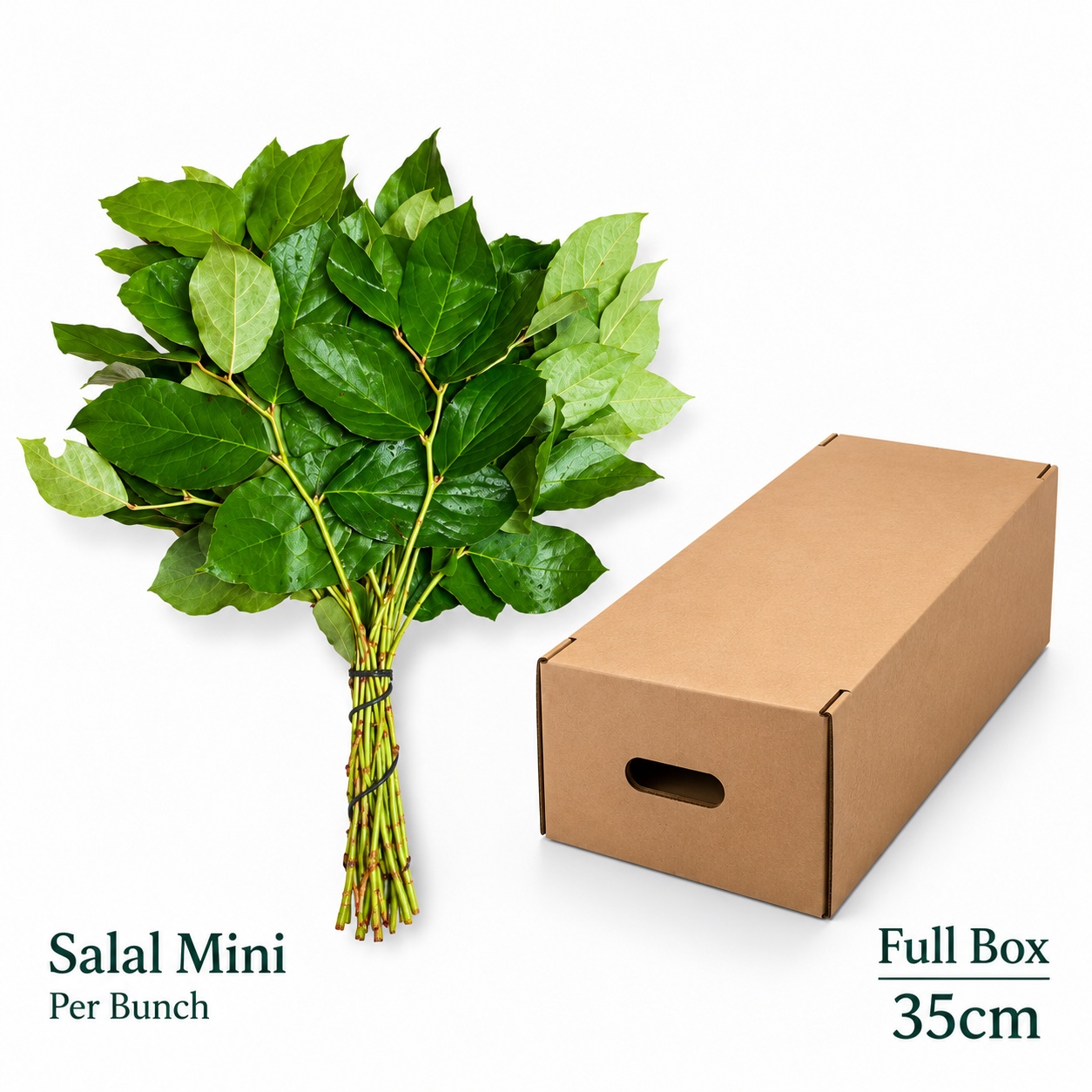 Gaultheria Shall Bs 35L.cm