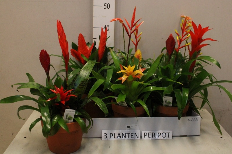 Bromelia Arrangem 6% 17Ø