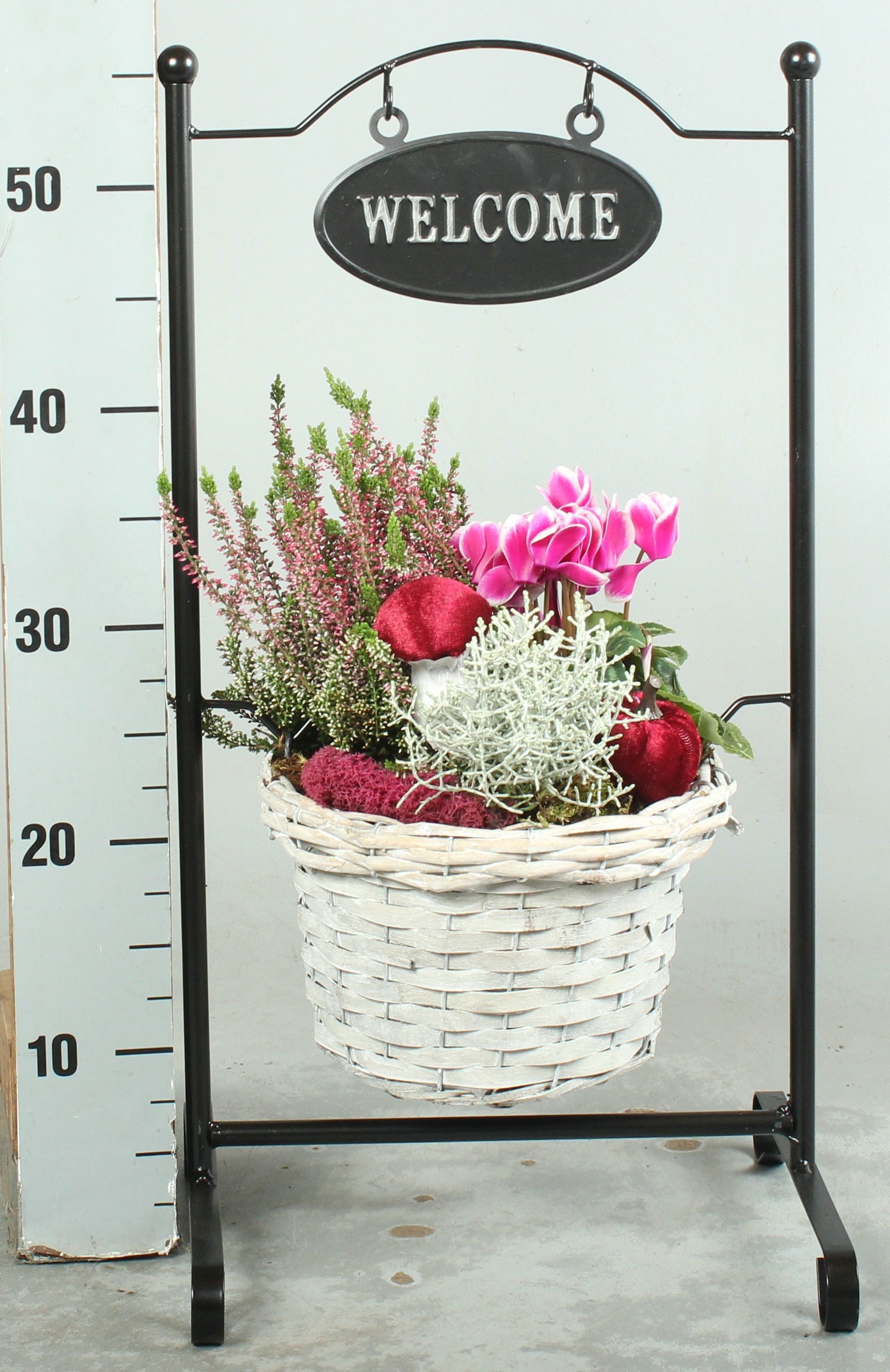 Arr Tuinplanten H% 30P 65cm