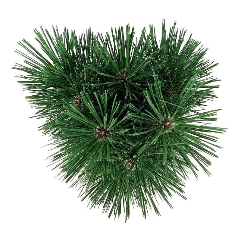 Picture of Pinus nigra 'Pyramidalis'