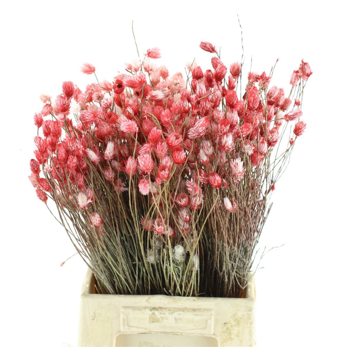 Snijbloemen Klb H%