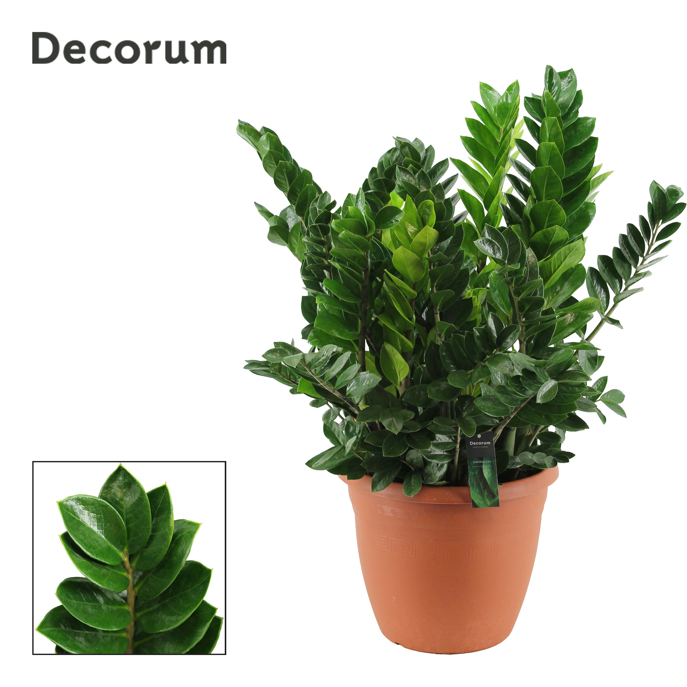 Zamioculcas , 15+ veren (Decorum)