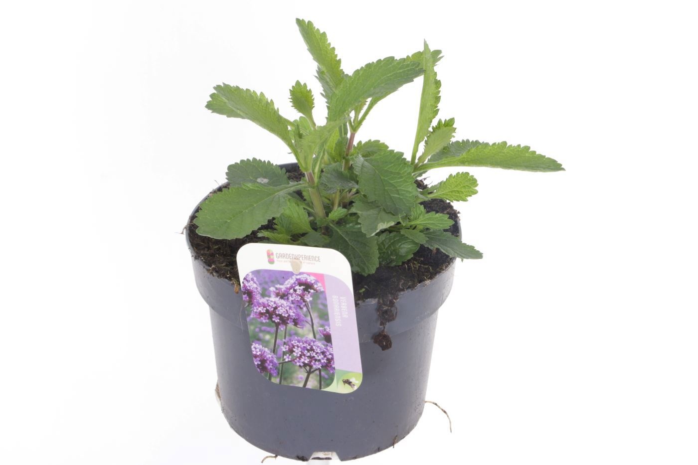 Verbena bonariensis Violet Blue