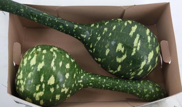 Cucurbita Ov
