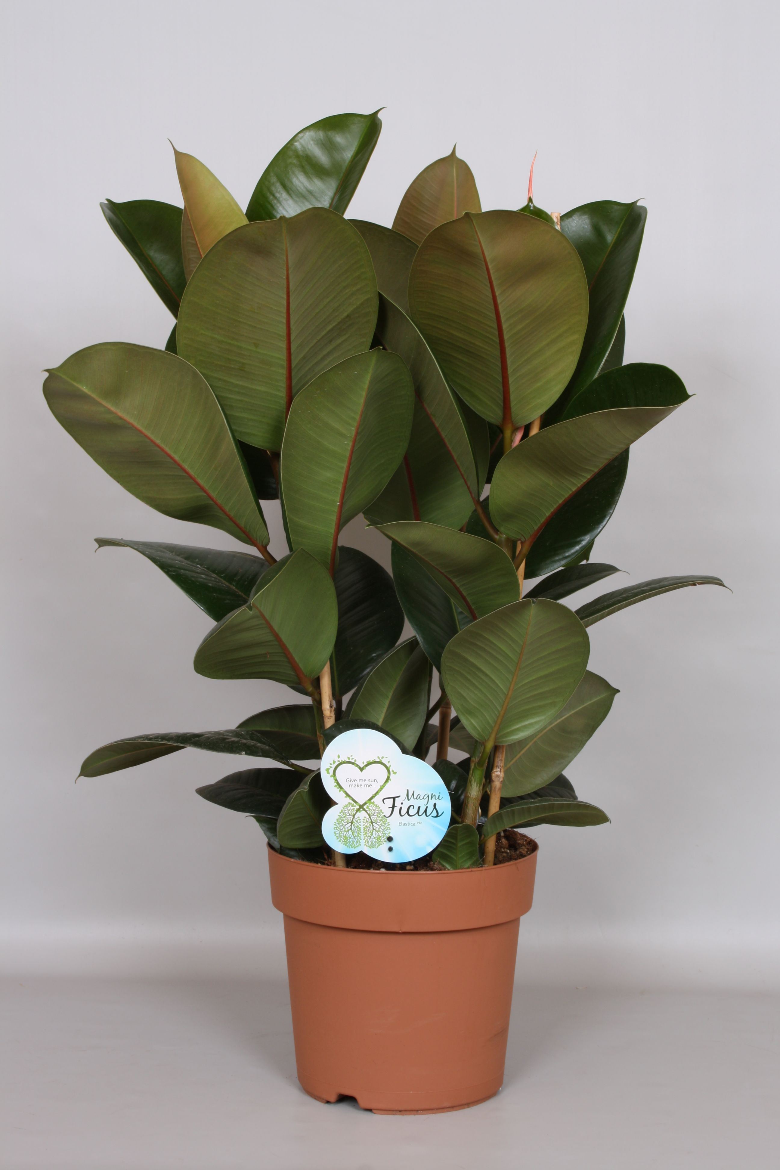 Ficus Rbustsa Ficus el. 'Robusta' Tuft | OZ Planten