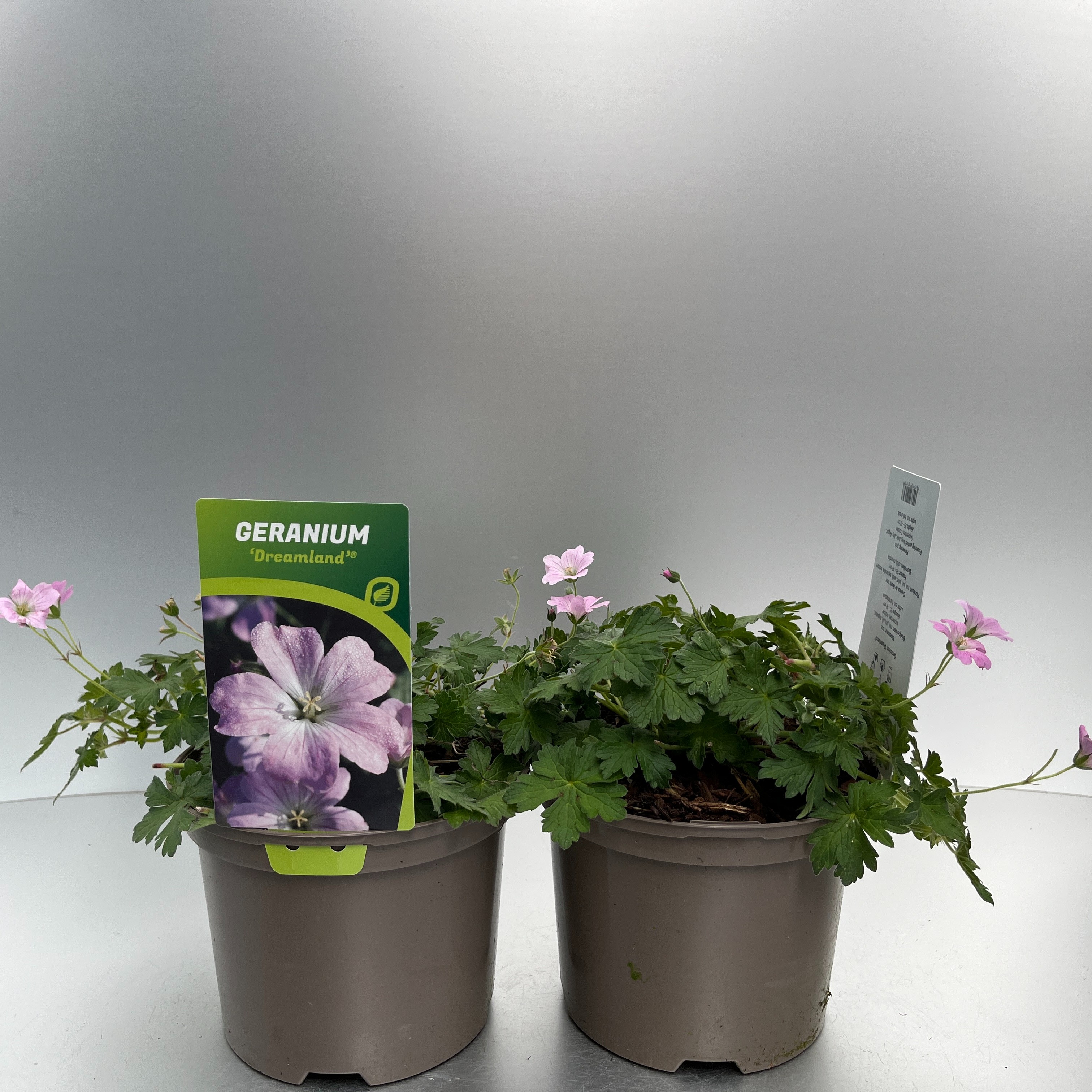 Picture of Geranium Dreamland P17 (2 Ltr)