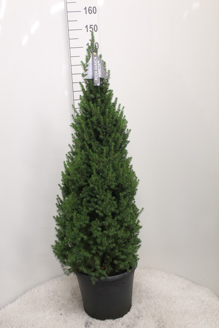 Picture of Picea glauca Perfecta P33 140CM-INCL-POT (LOOSE)