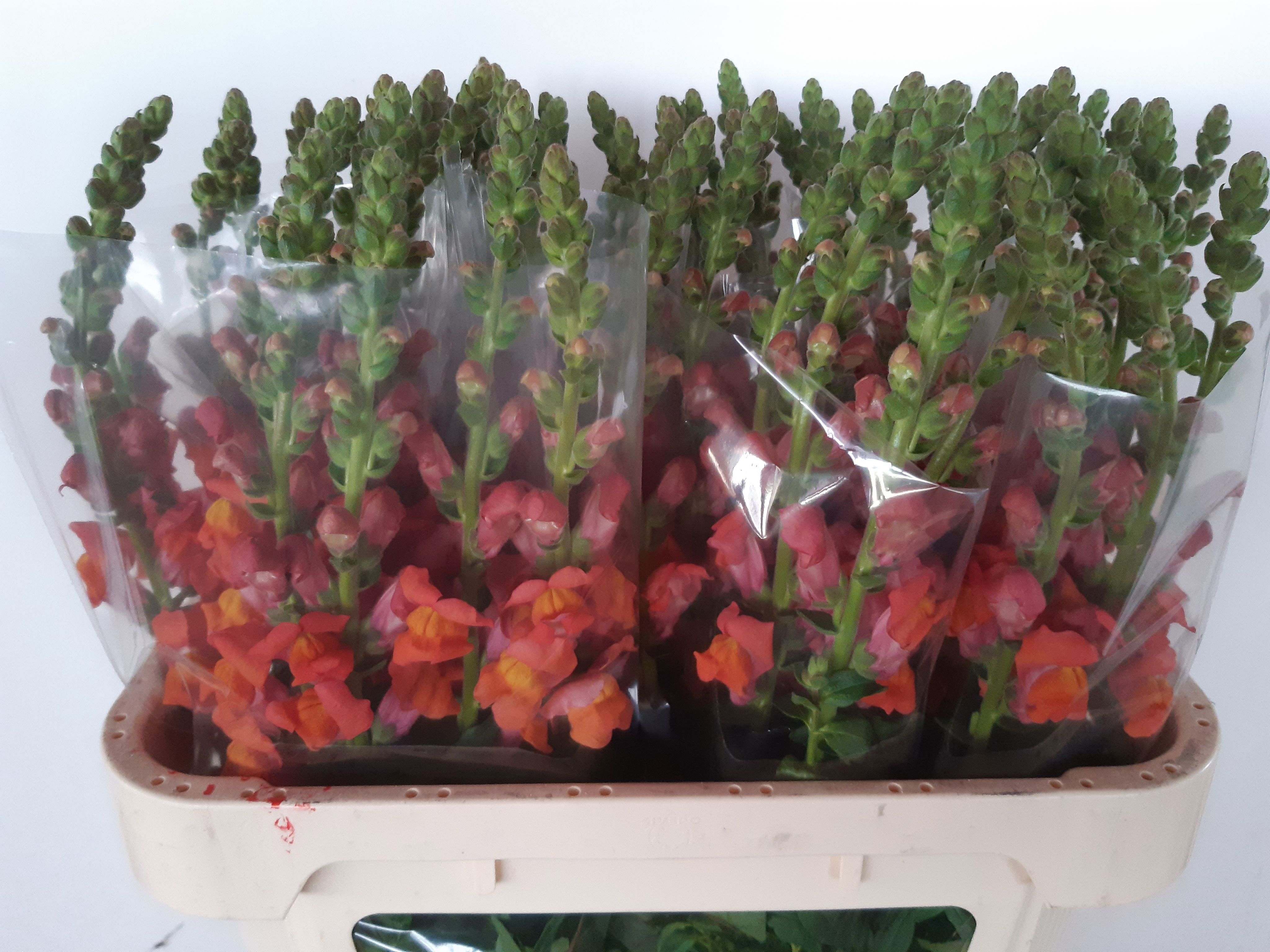 Antirrhinum Avignon Dark Orange 70cm