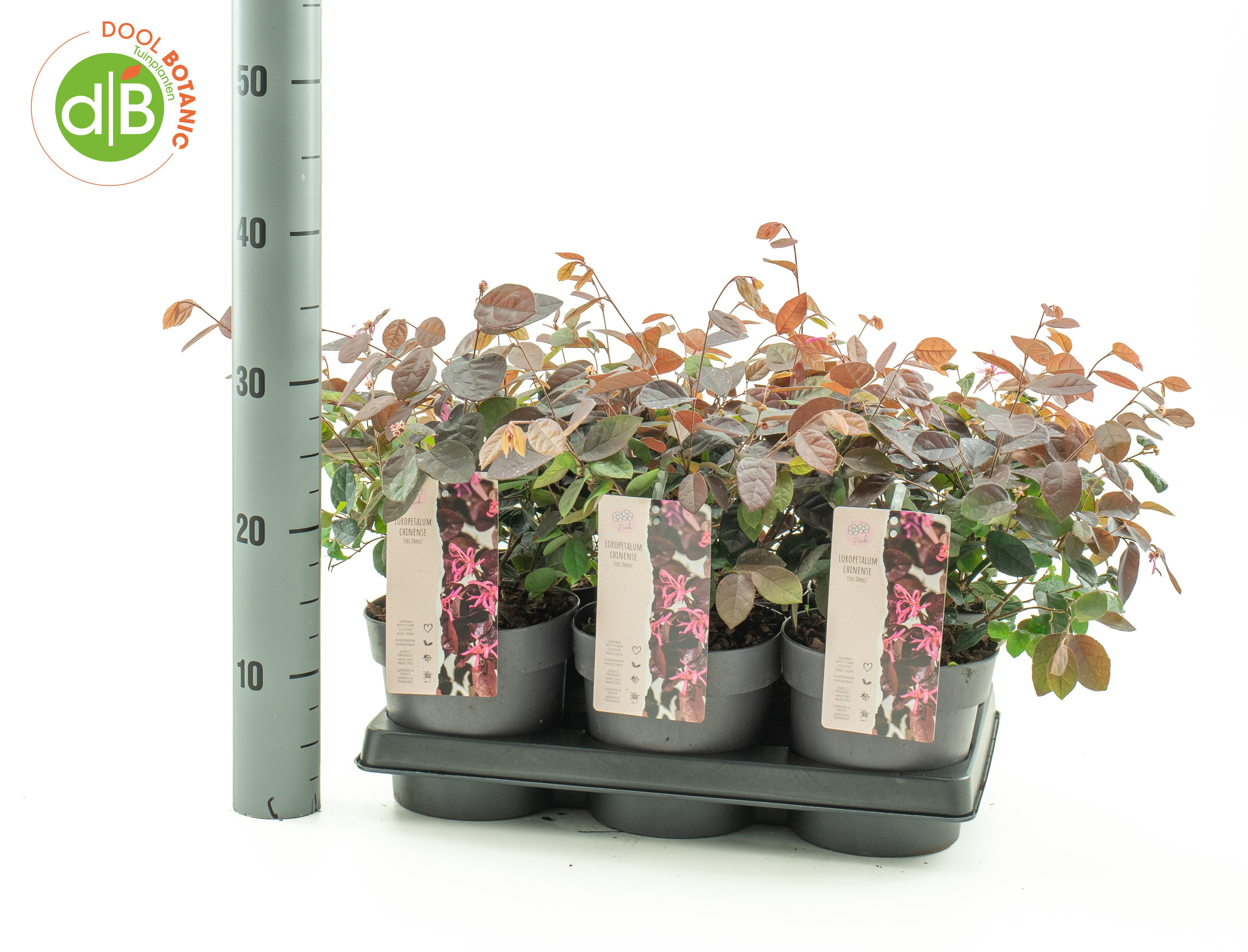Loropetalum chinense 'Fire Dance'