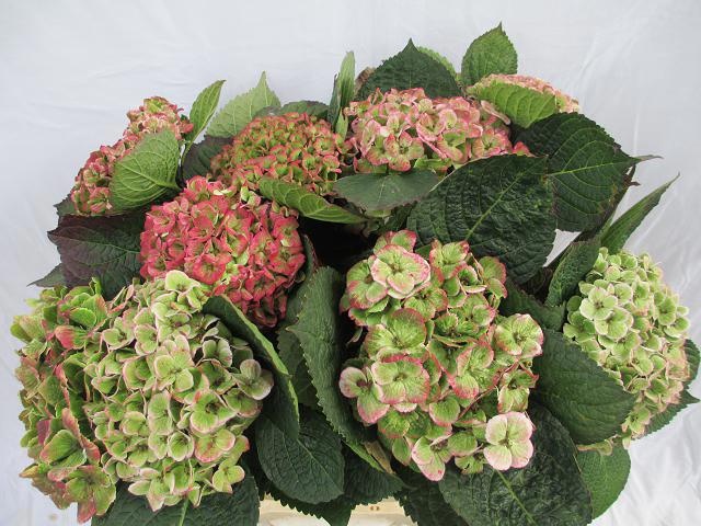 Hydrangea Amathyst 40cm 13Ø