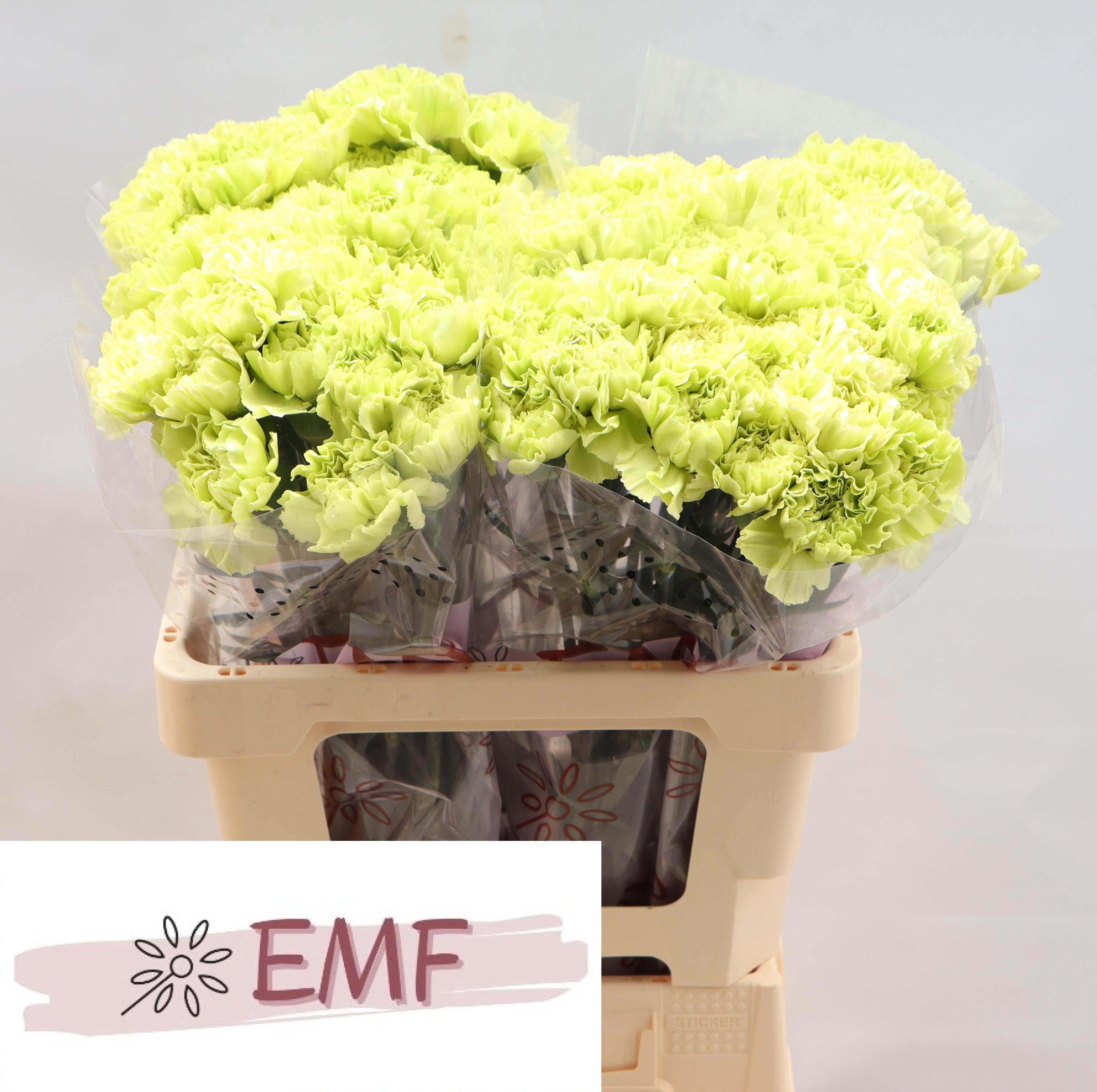 Dianthus St Wasabi 60cm