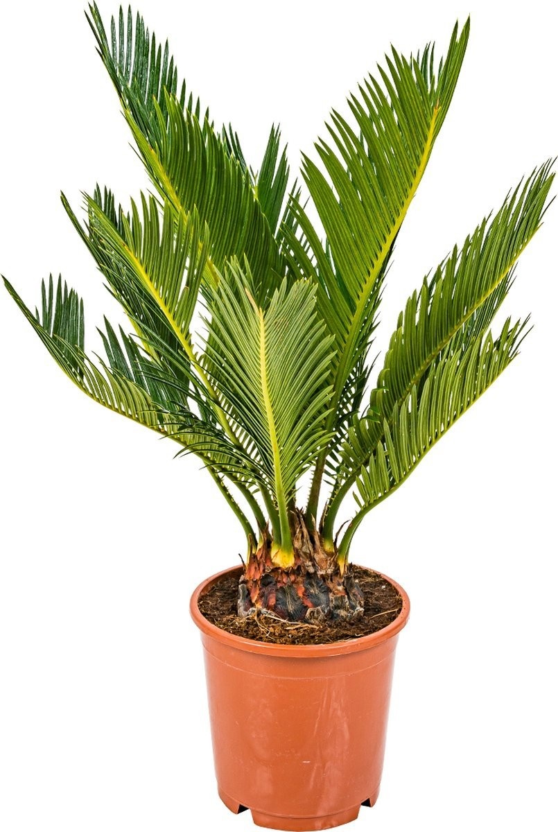 Cycas Revoluta 14P 50H 7+blad