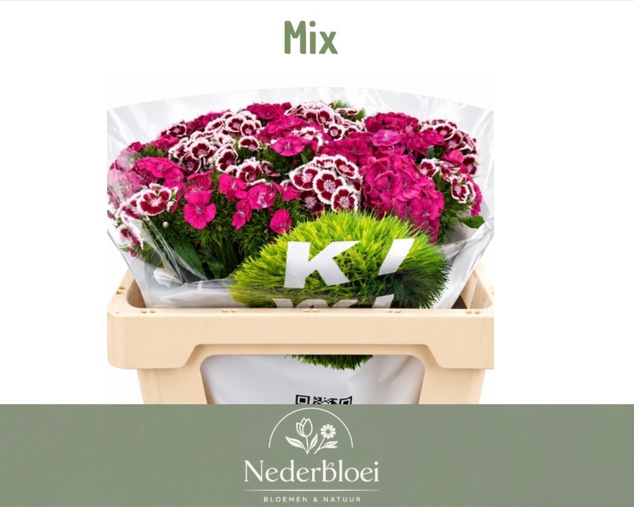 Dianthus Barb Mixed In Bunch 50cm