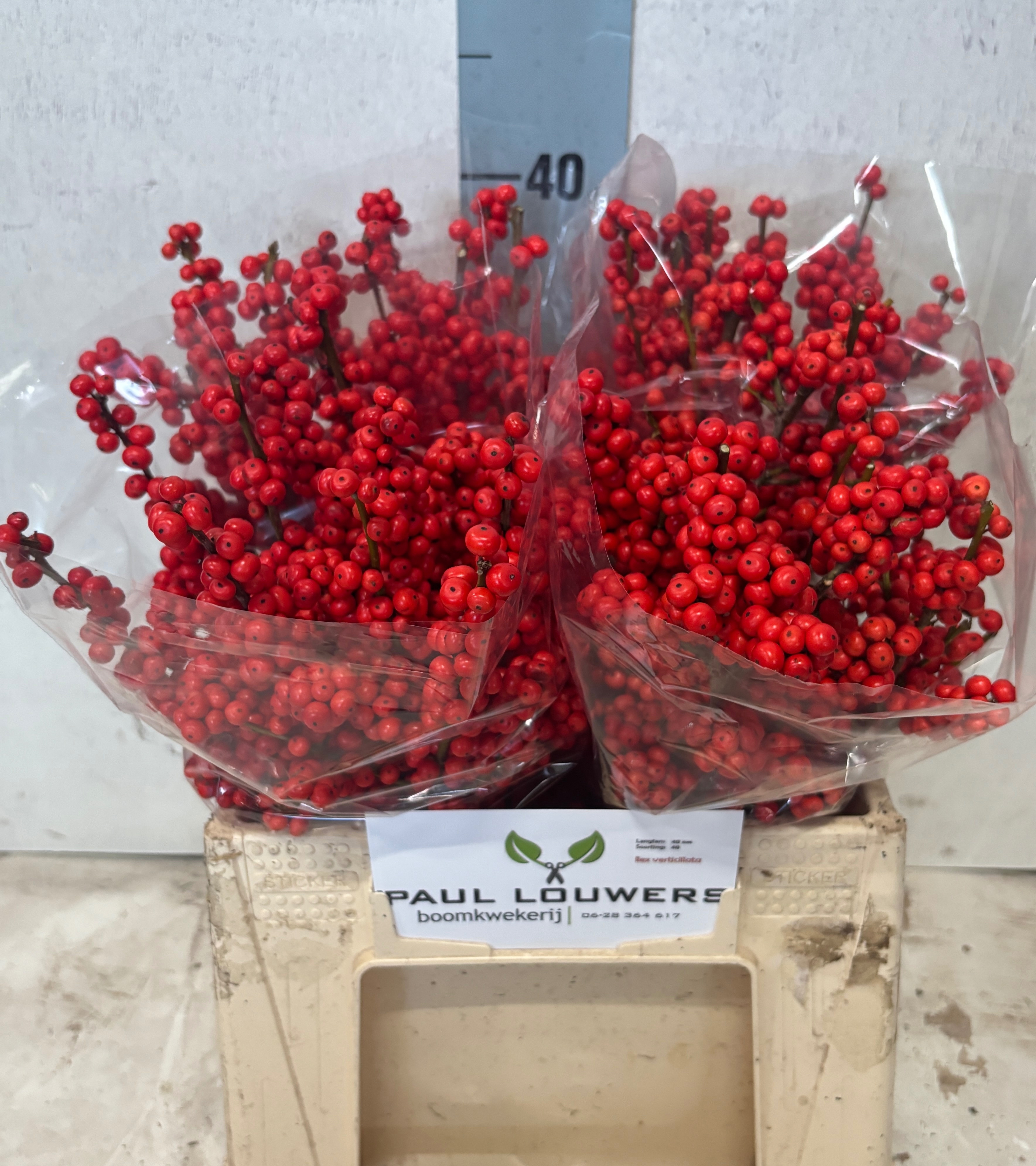 Ilex Verticlilata 40cm