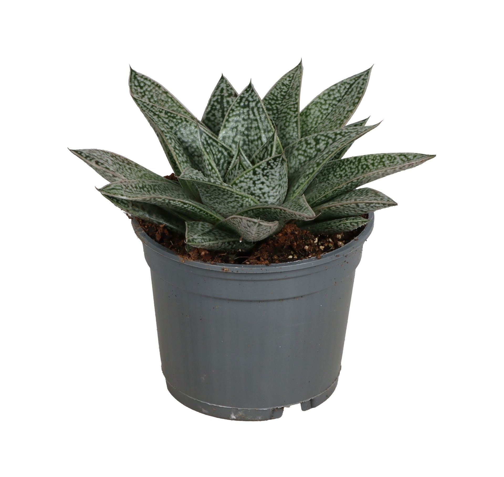 Gasteria D.Nella
