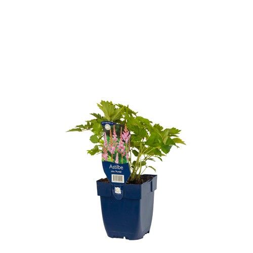 Astilbe chinensis 'Pumila'