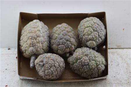Stick Pine Cone Wax