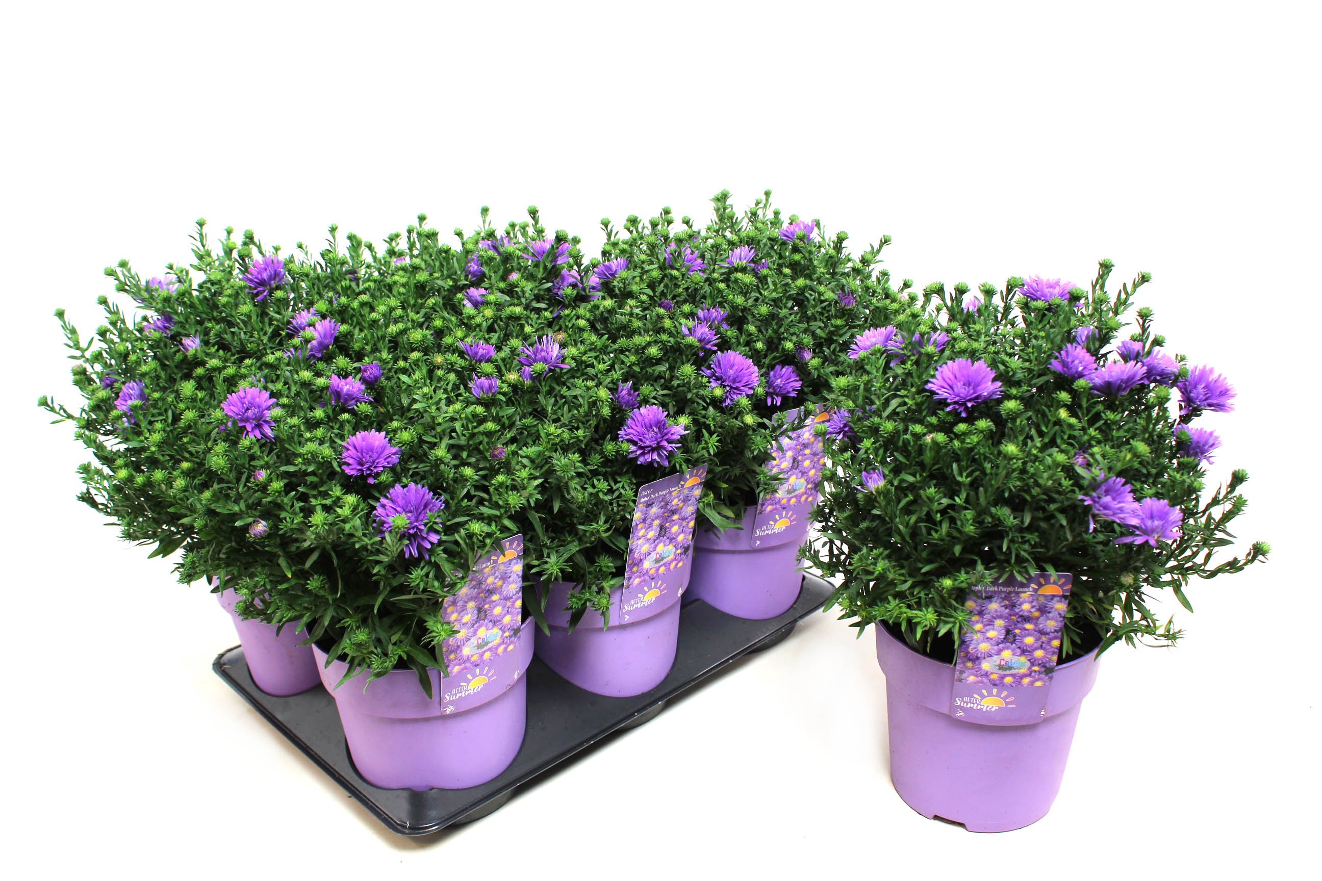 Picture of Aster Alpha Dark Purple Launch (After Summer) P15