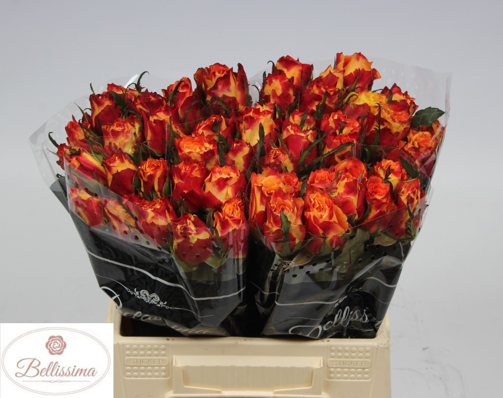 Rosa Silantoi 40cm