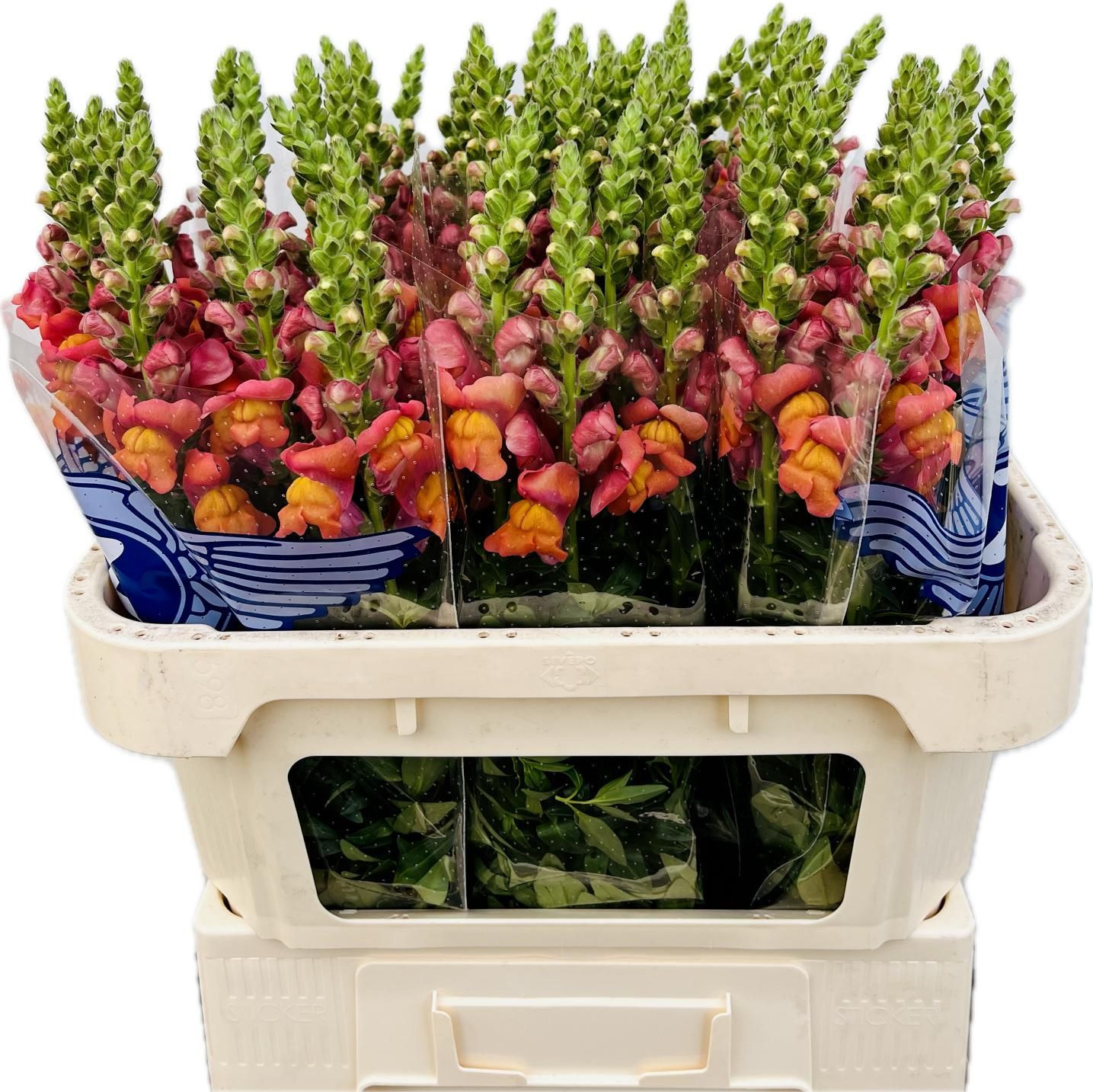Antirrhinum Maryland Orange 70cm