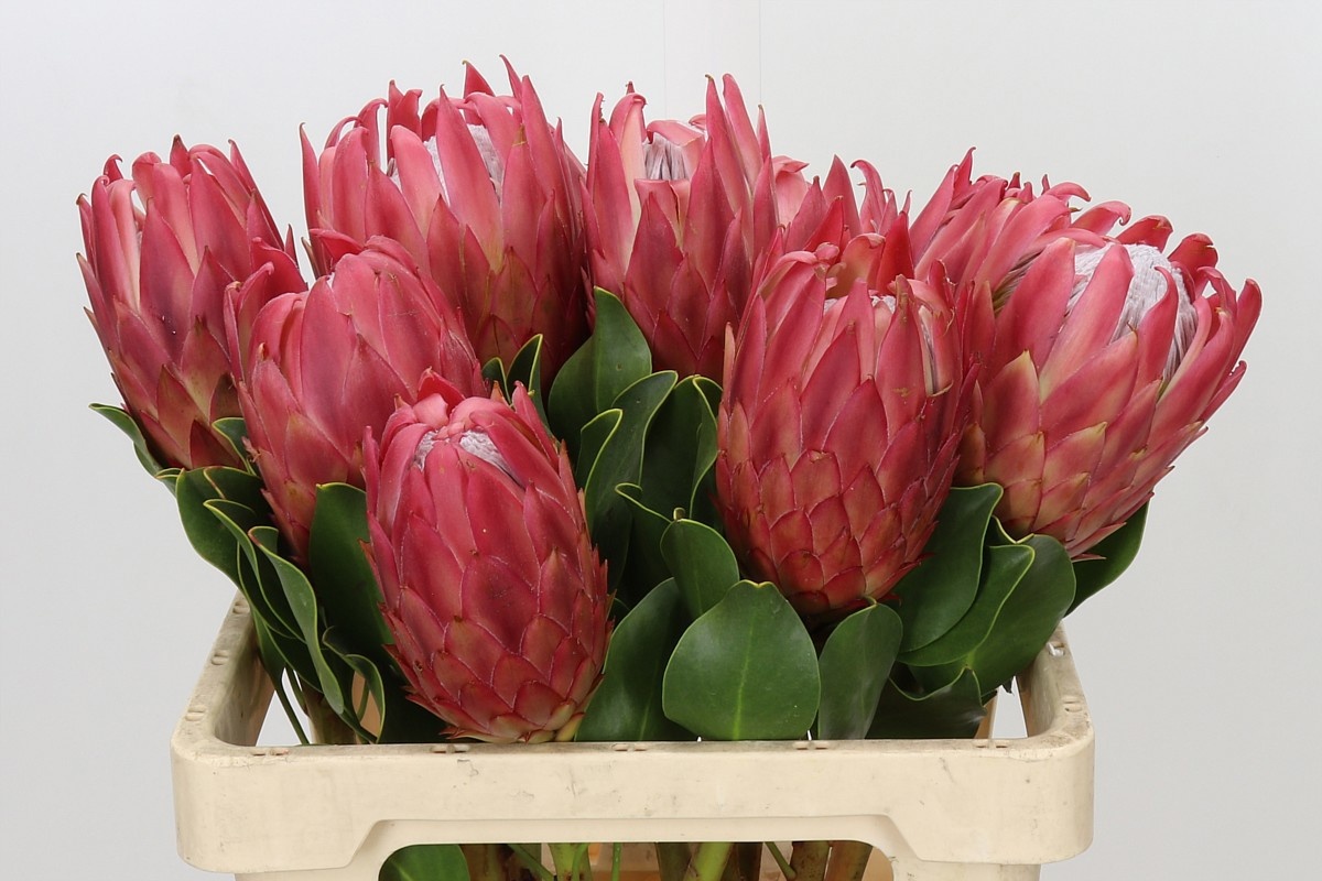 Protea Cy Red Rex