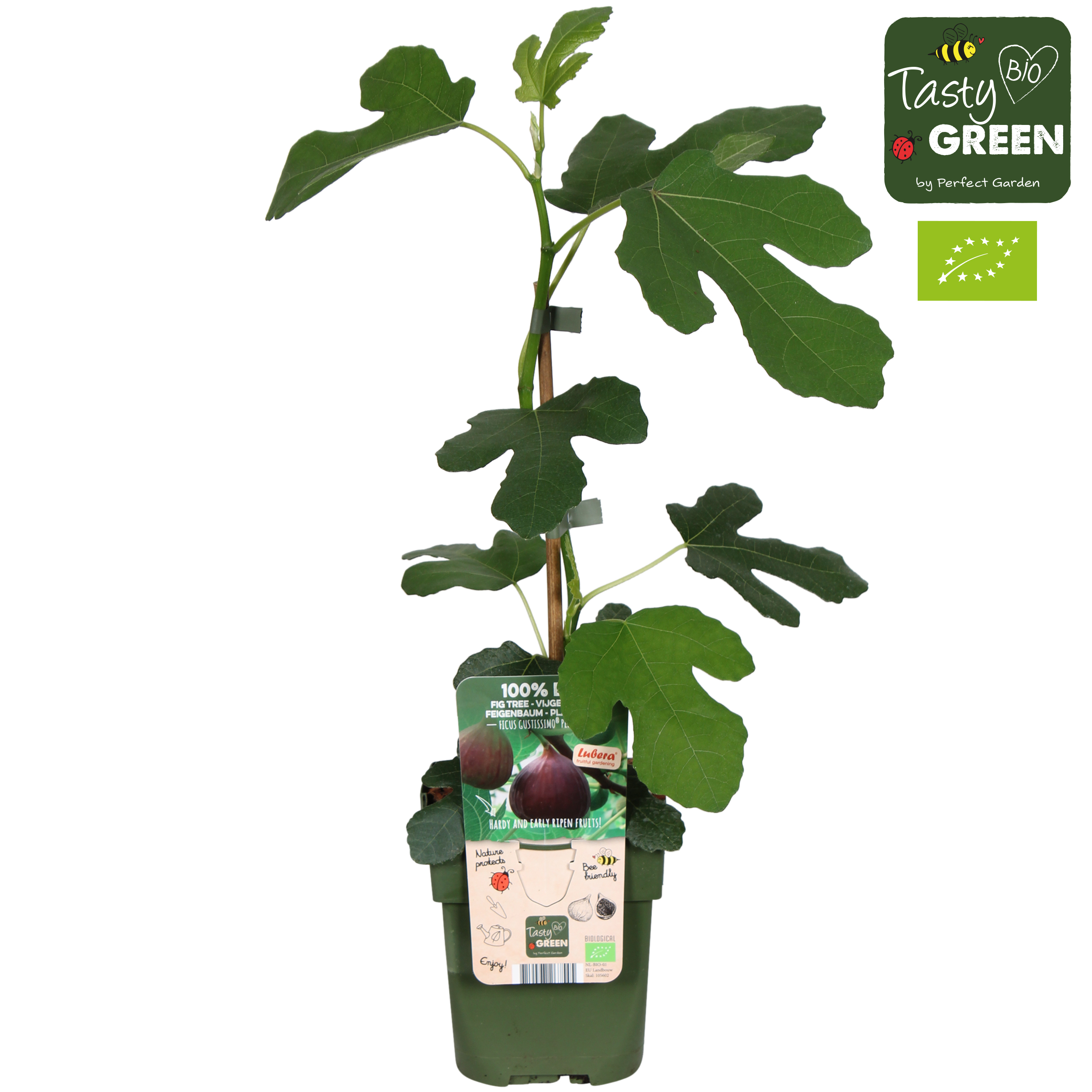 Picture of Ficus Gustissimo Perretta P13 organic