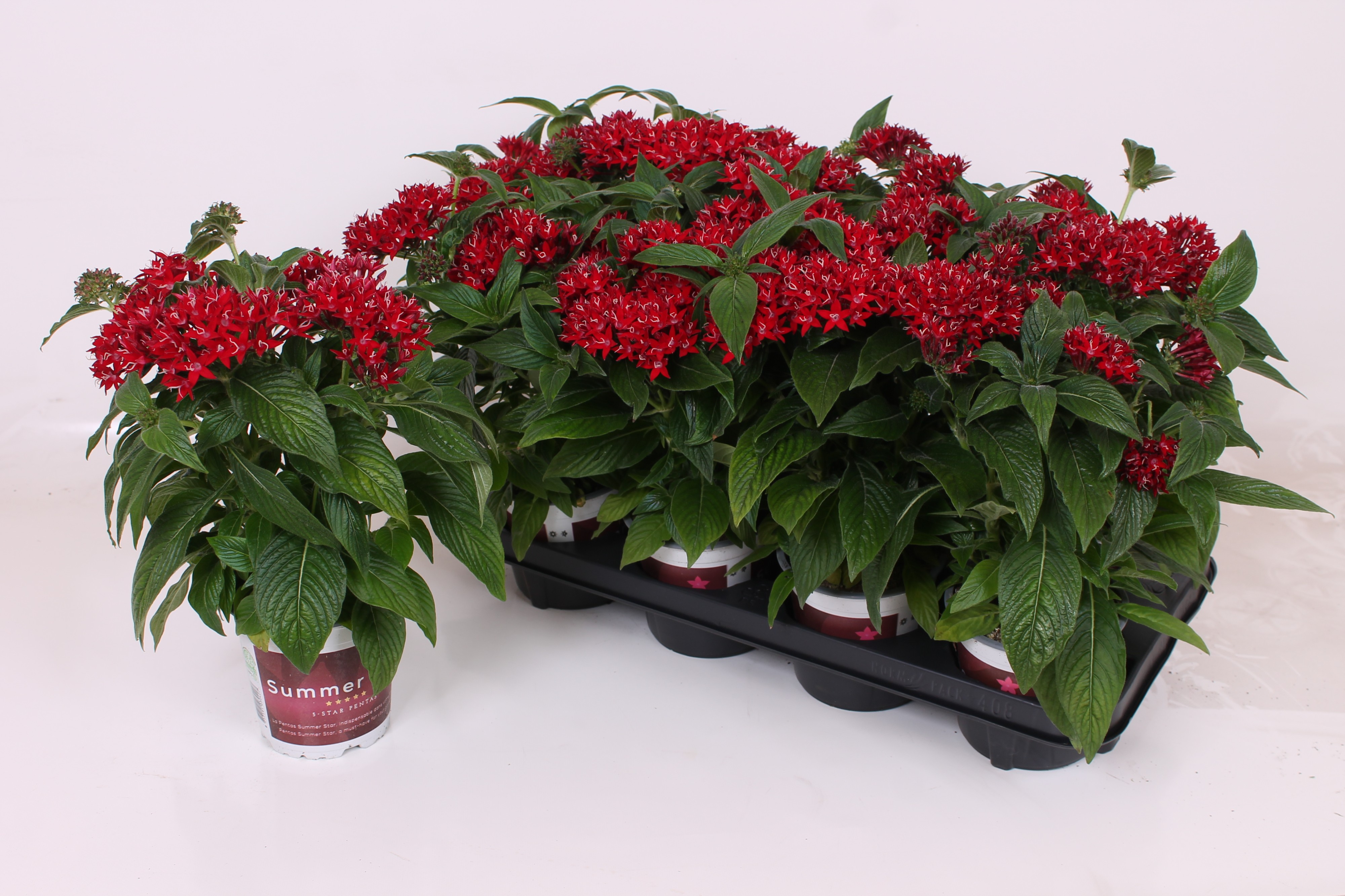 Pentas lanceolata Lucky Star Dark Red | Hamiplant