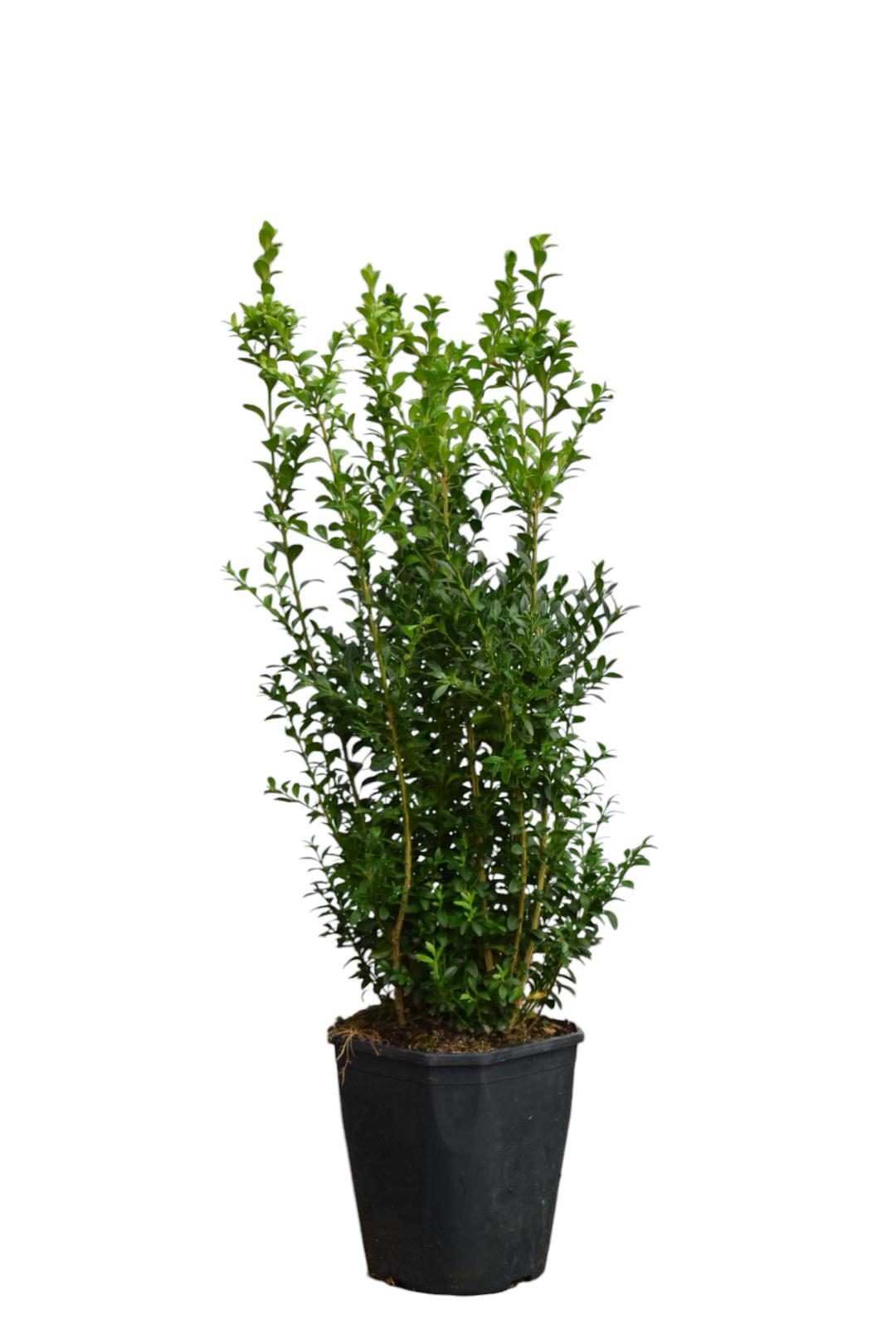 Picture of Buxus sempervirens P19 (3 Ltr) 40-50CM