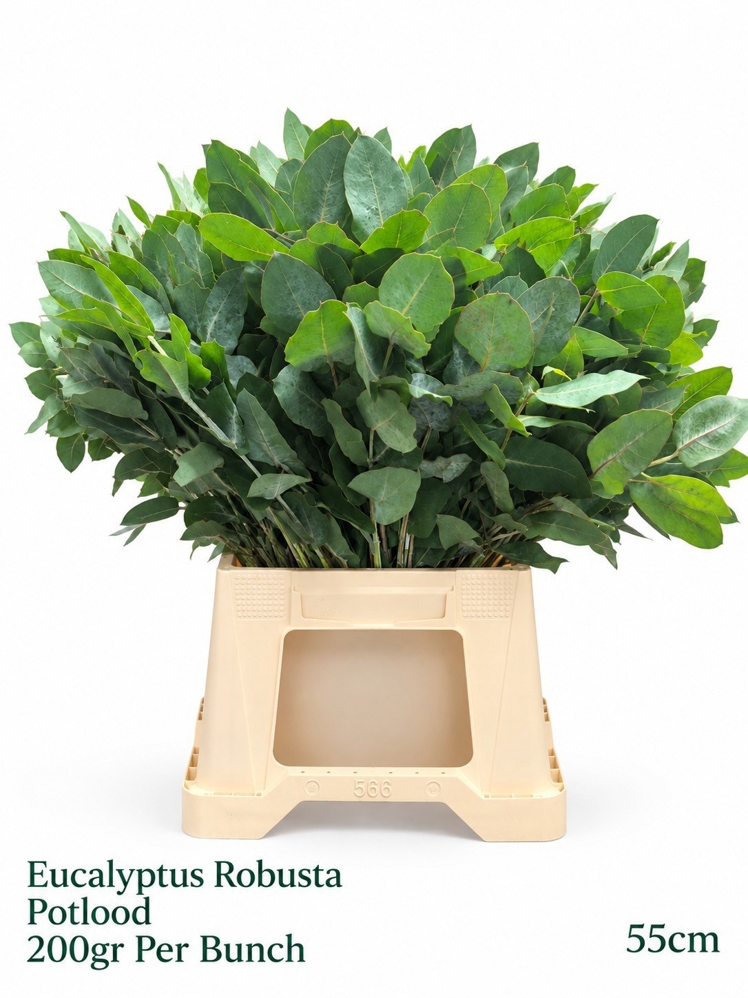 Euca Robusta Juv 60L.cm 200gram